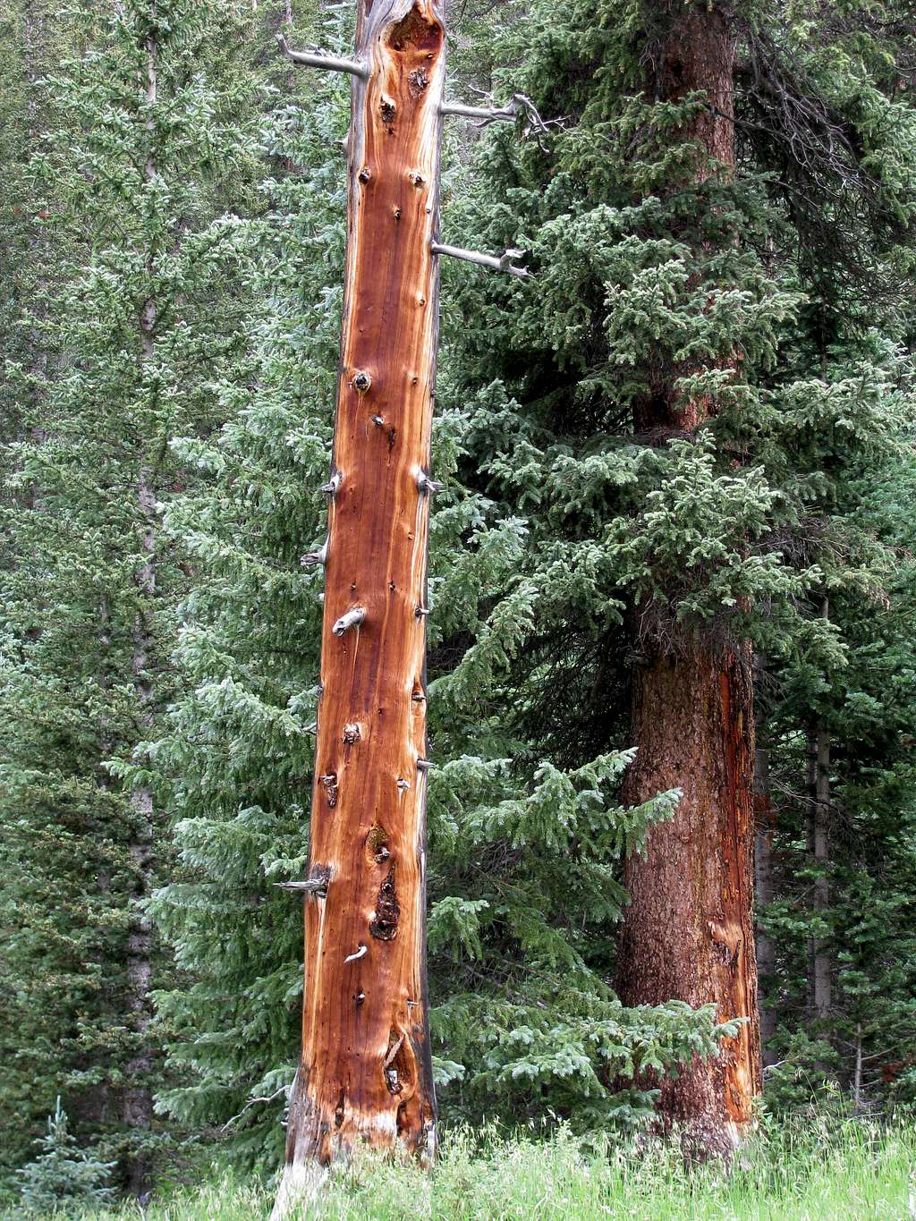 Anything is red in Colorado - even the tree trunks