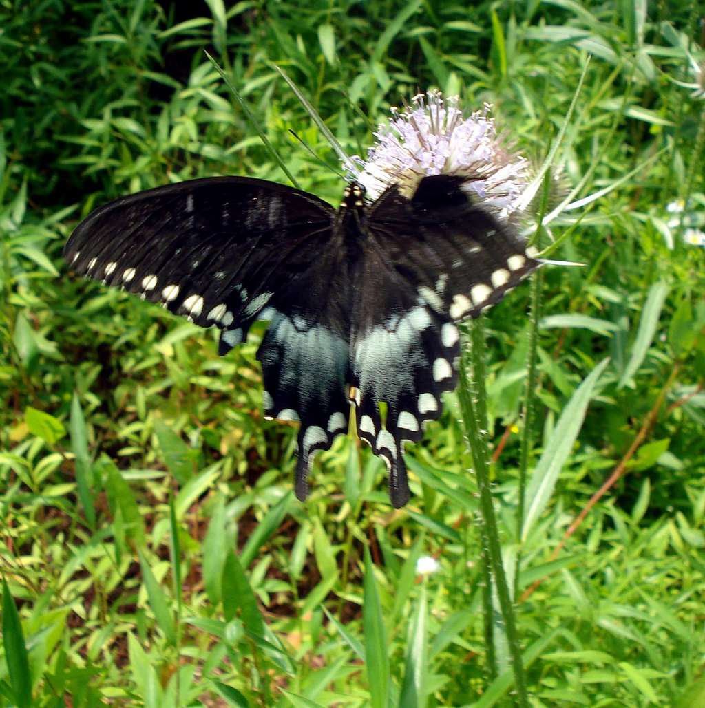 Spicebush Swallowtail