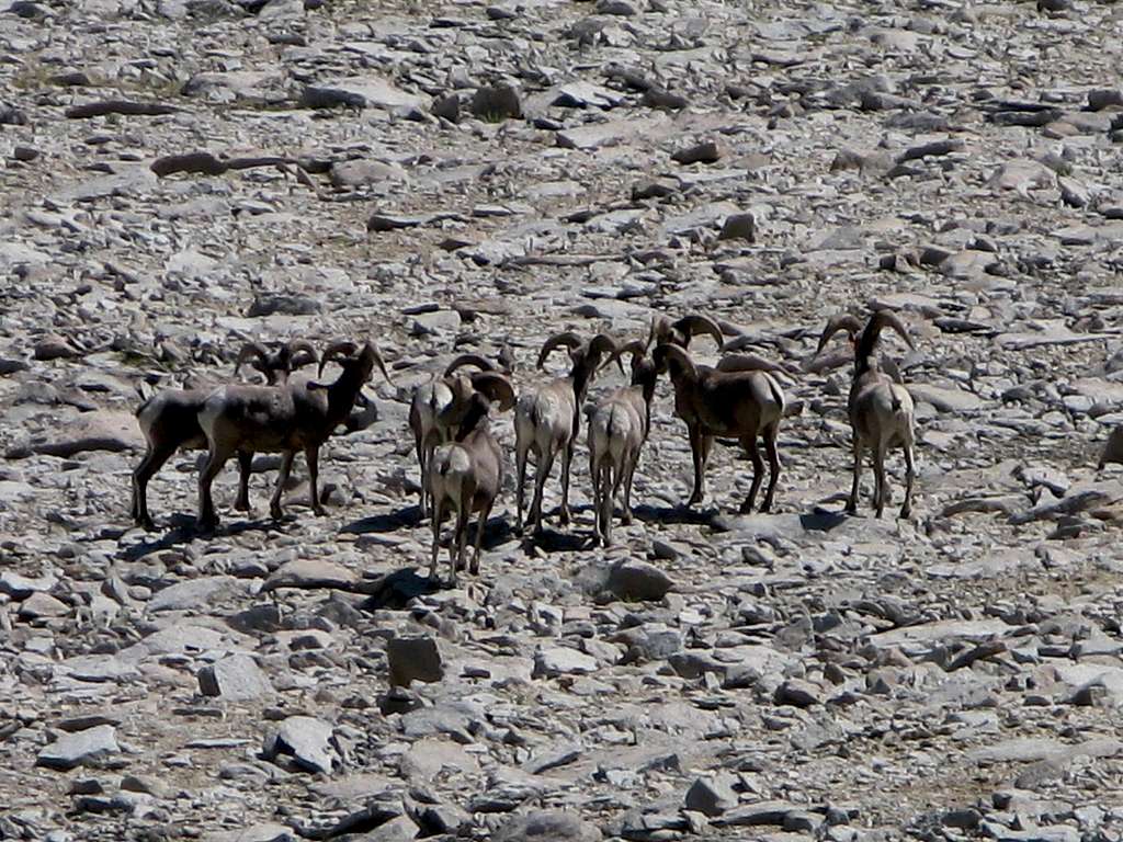 Flock of Big Horn Sheep