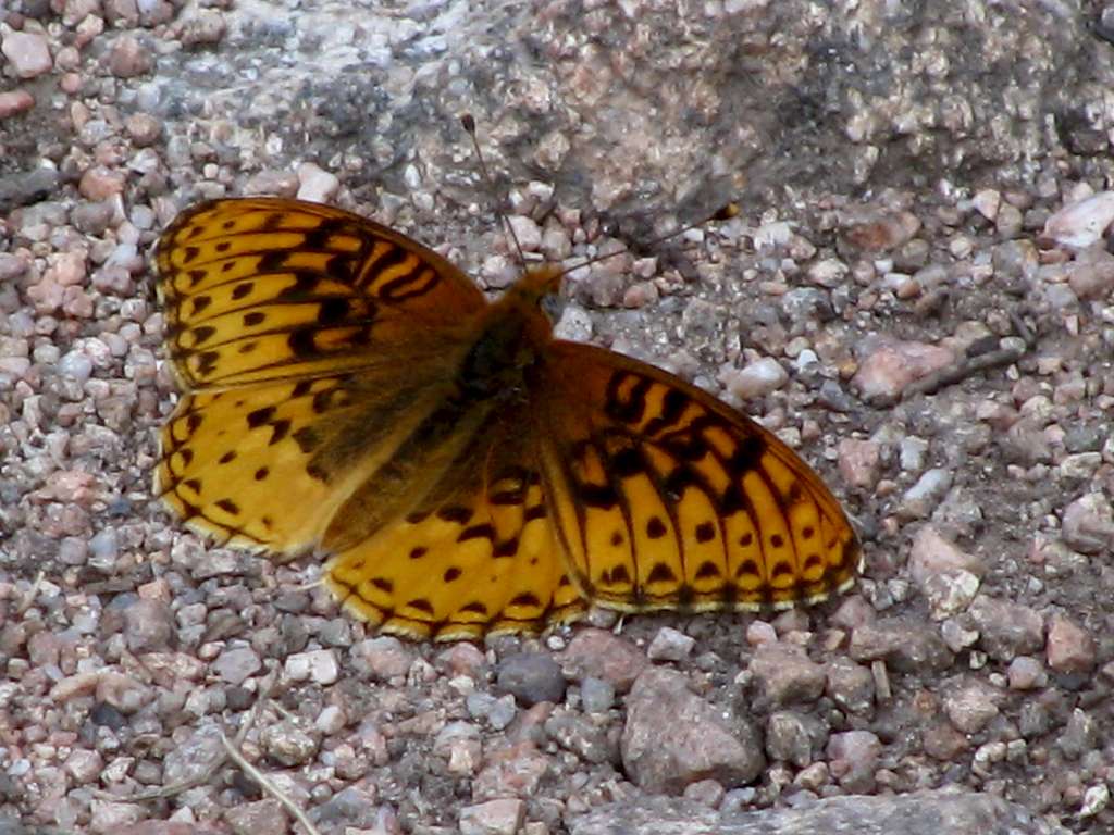 Butterfly on the trail