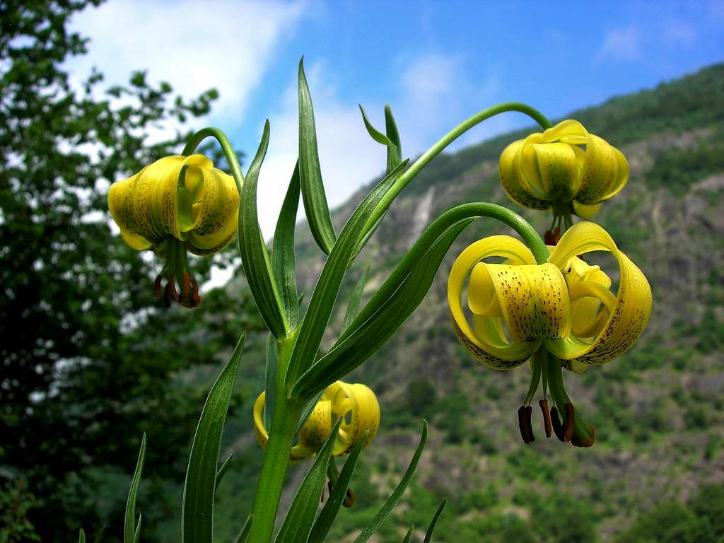 Pyrenean Lily  <b><i>Lilium pyrenaicum