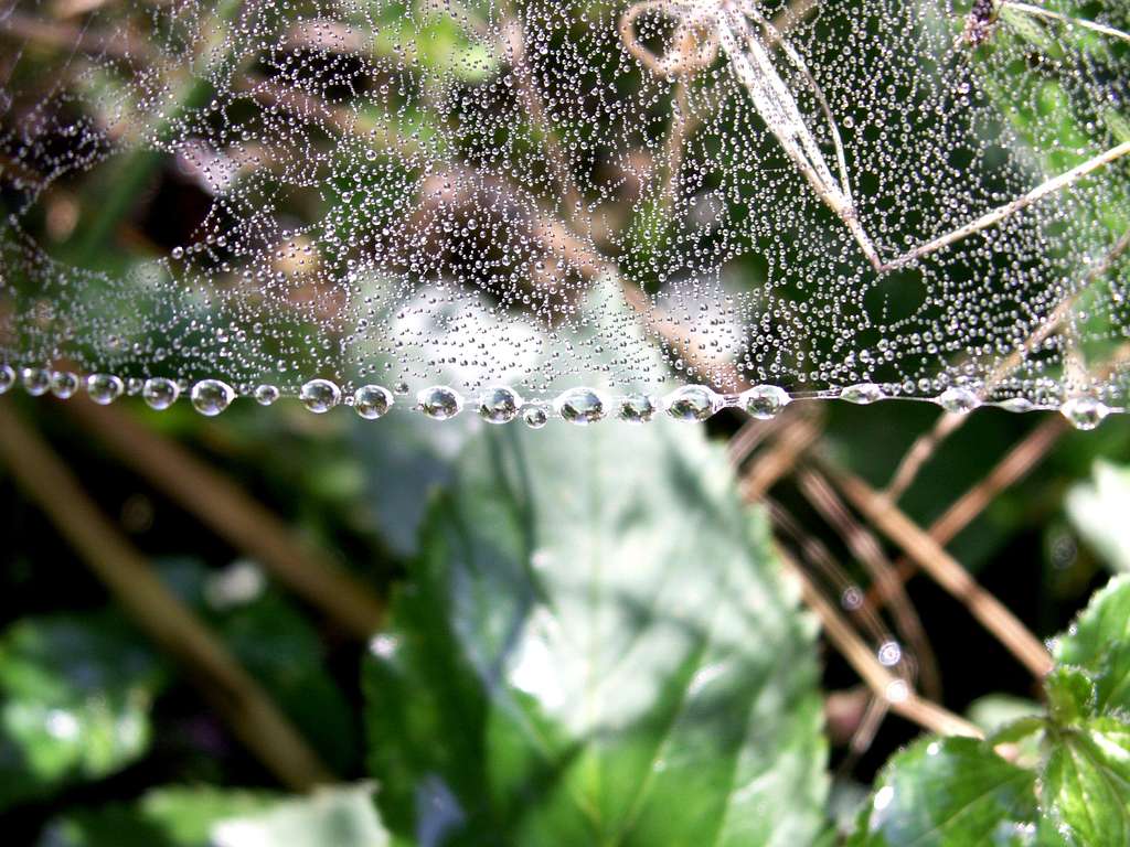 Spider's web ...