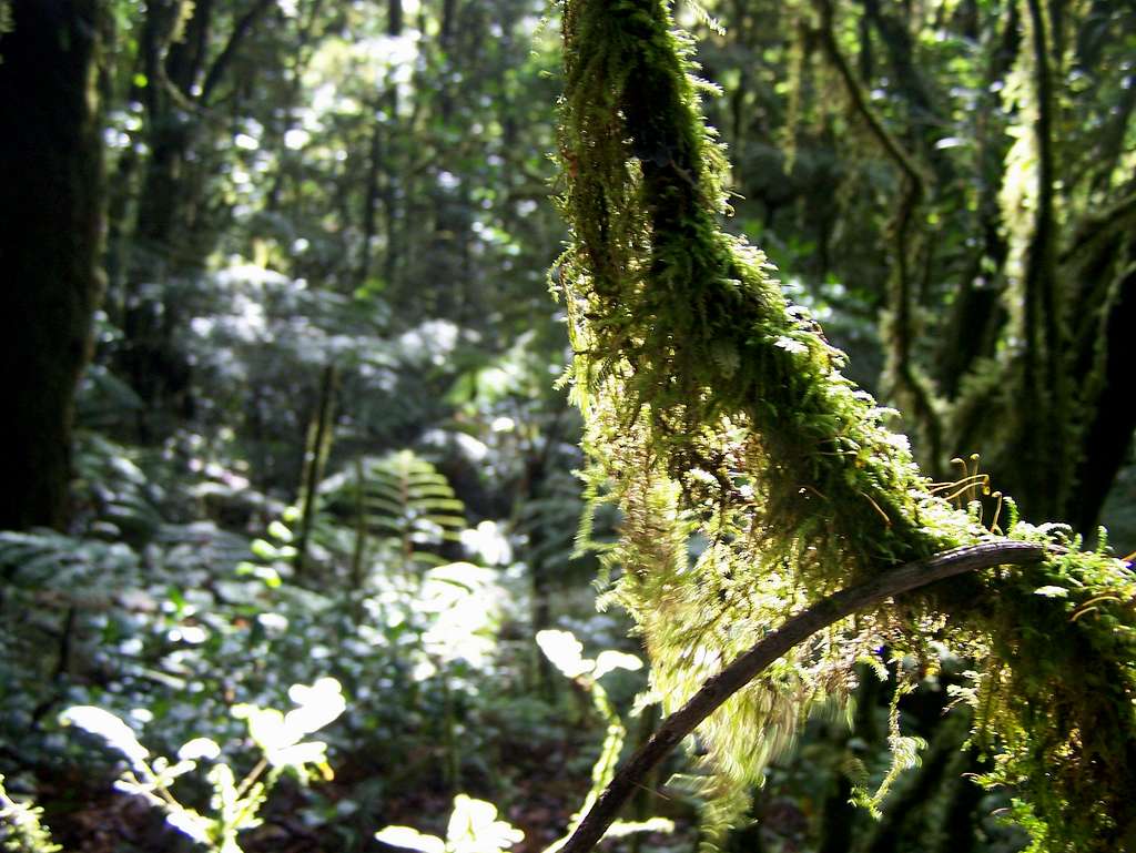 Mossy Cloud Forest