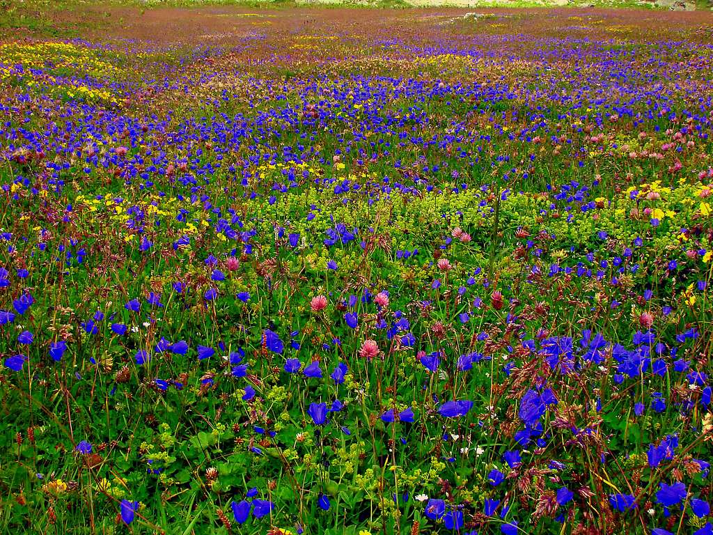 A colourful ocean of flowers on a meadow near Oberhornsee