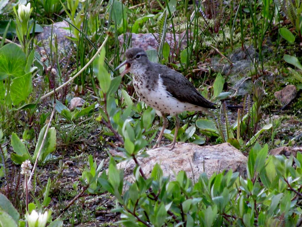 Spotted Sandpiper