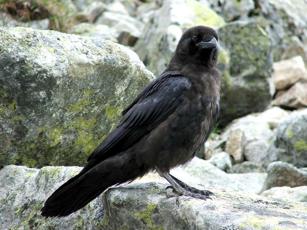 Raven on Krivan