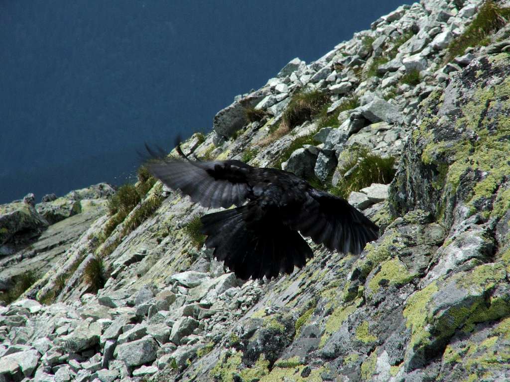 Raven flying away on summit of Krivan