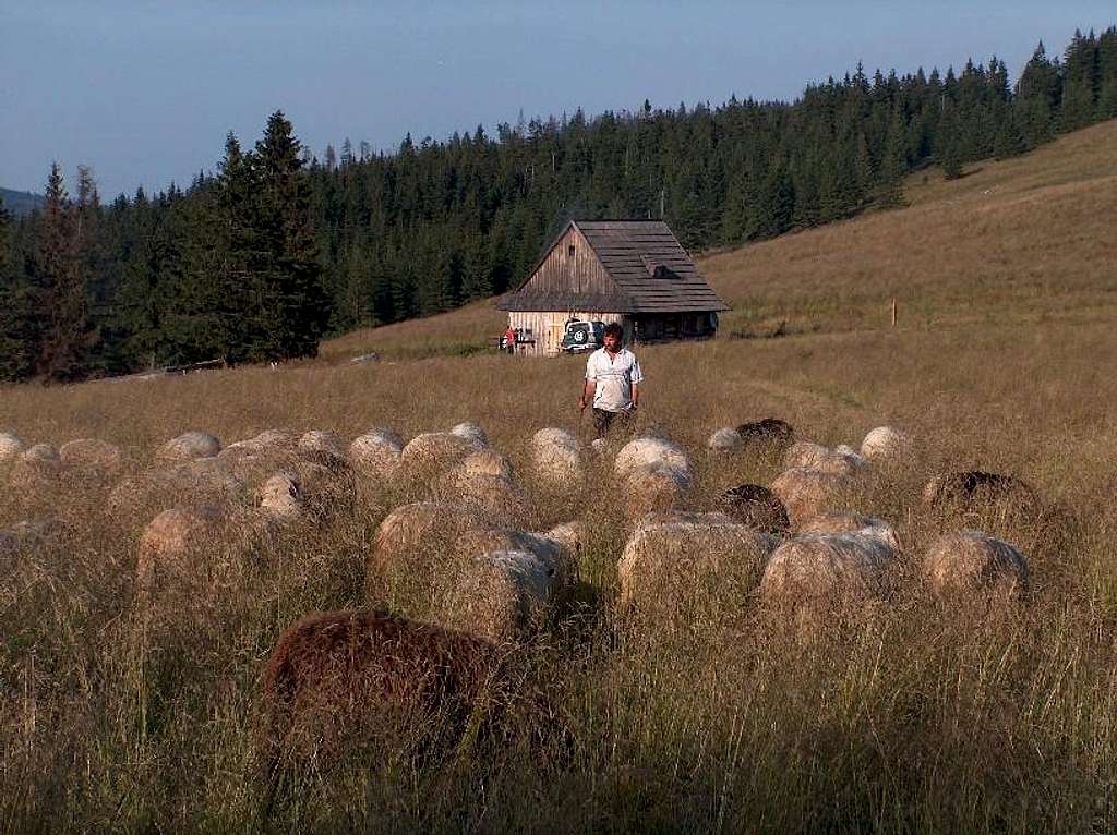 Sheep herd, Gorce