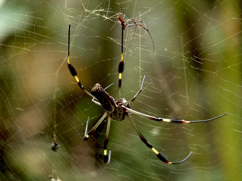 Spiders from Costa Rica