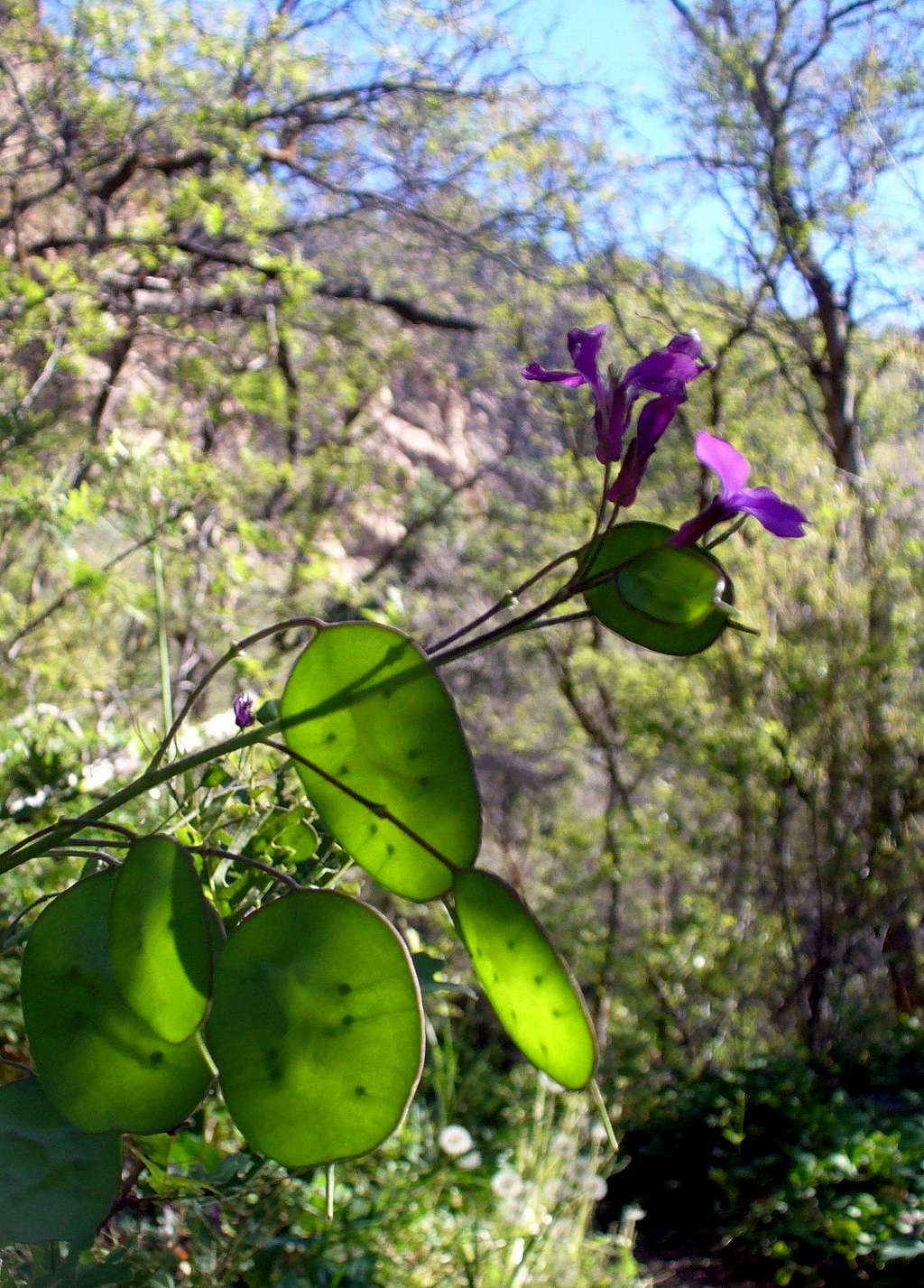 Money-plant in Heughes Canyon