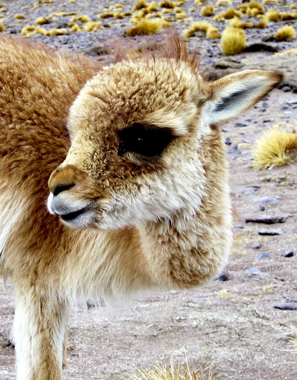 What's cuter than a llama?