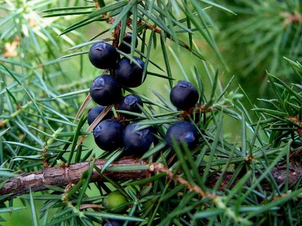 Juniper Berries Near Me A Delicious and Versatile Ingredient