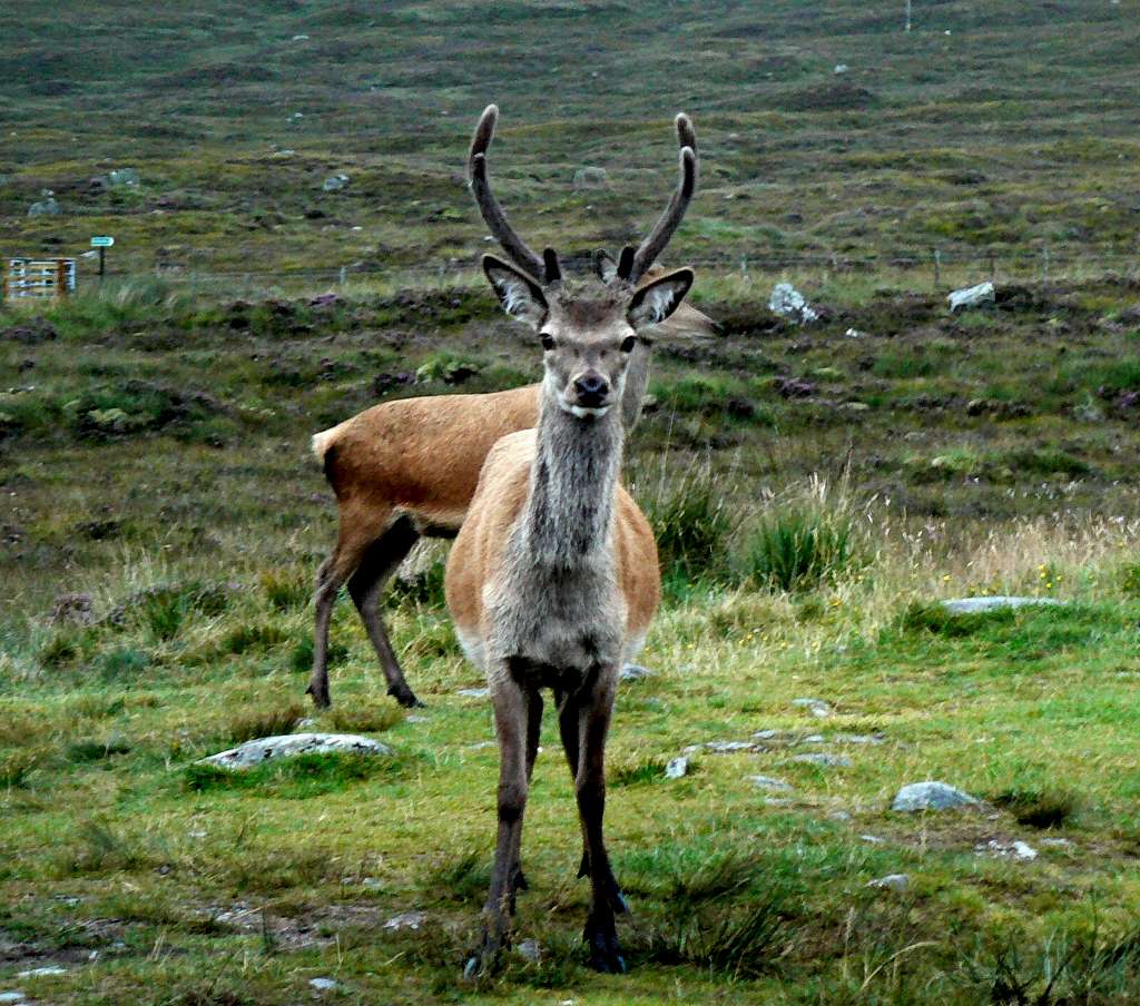 Young Male Stag