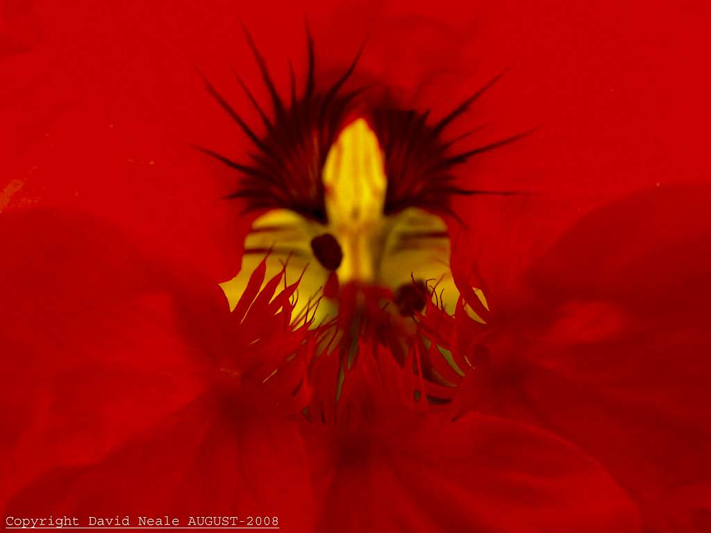 Nasturtium Flower - Inside the Flower