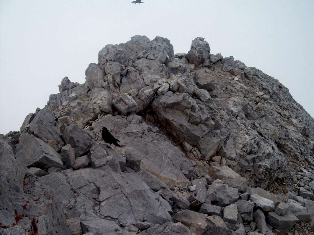 A bird in Peña Vieja summit