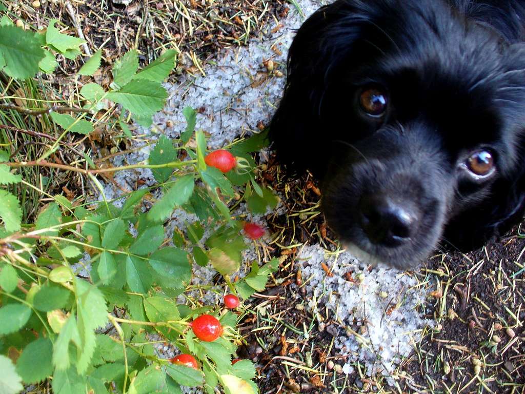 Dog Rose hips and the first Wasatch snow
