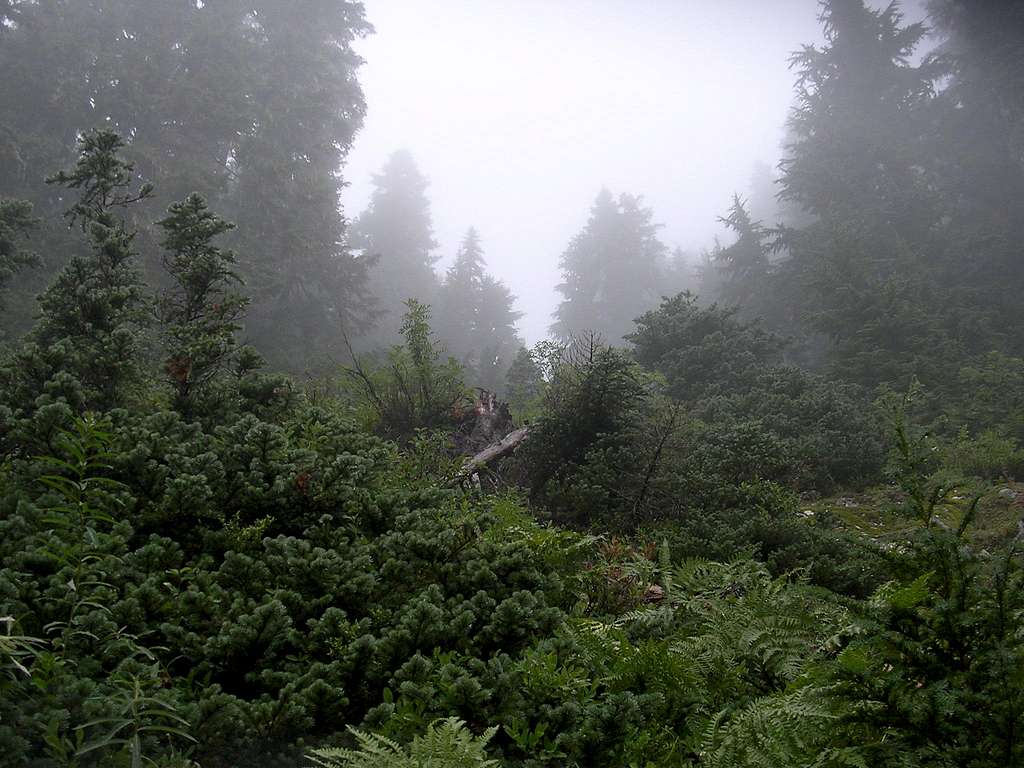Ascending Union Peak- in the fog.