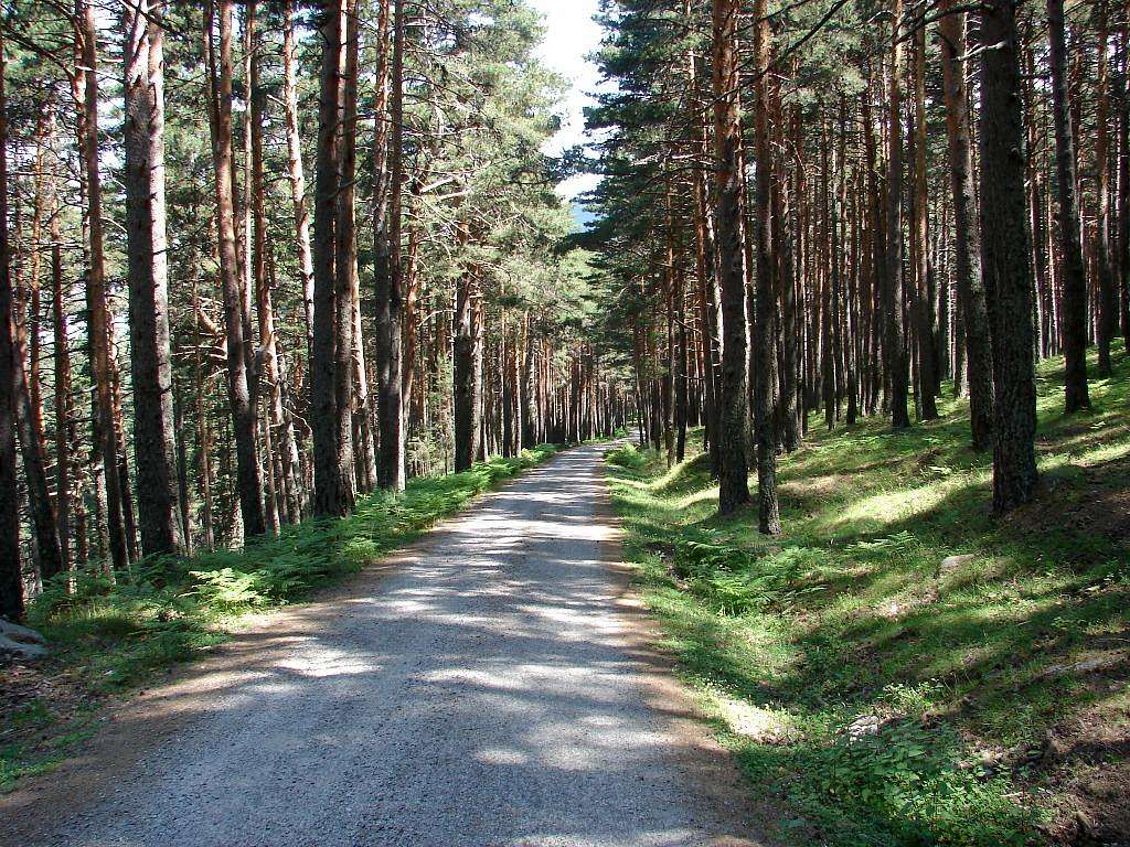 Forest of La Granja