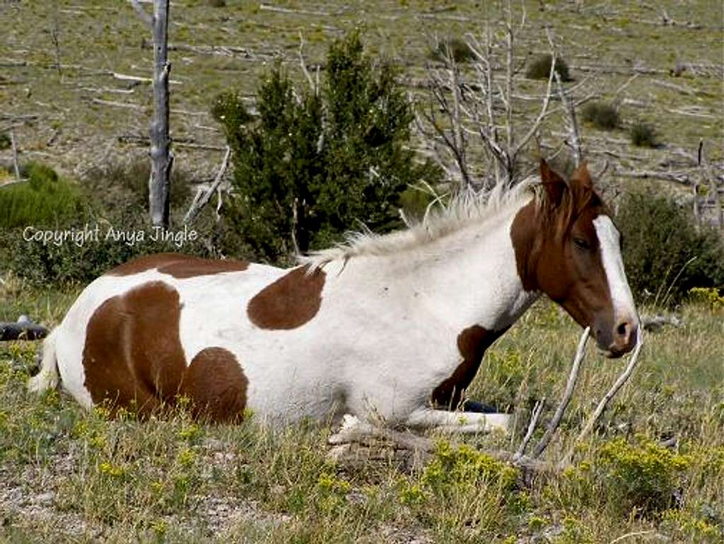 Wild Mustang at rest