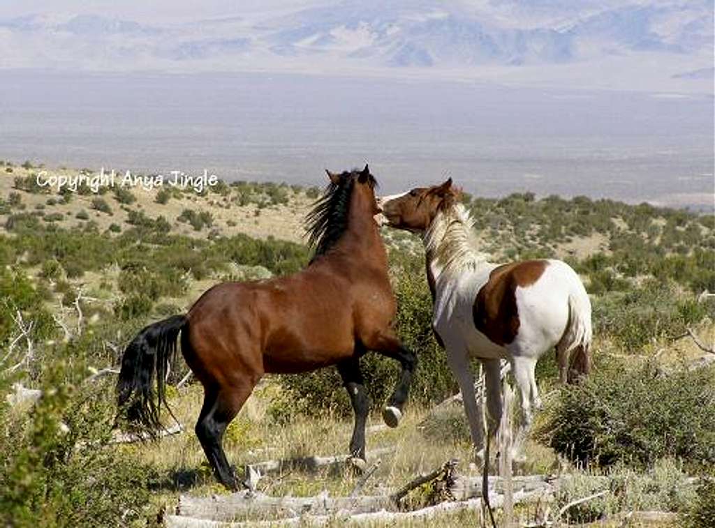 Wild Horses being playful