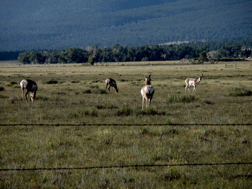 Antelope on the plains of Westcliffe,CO