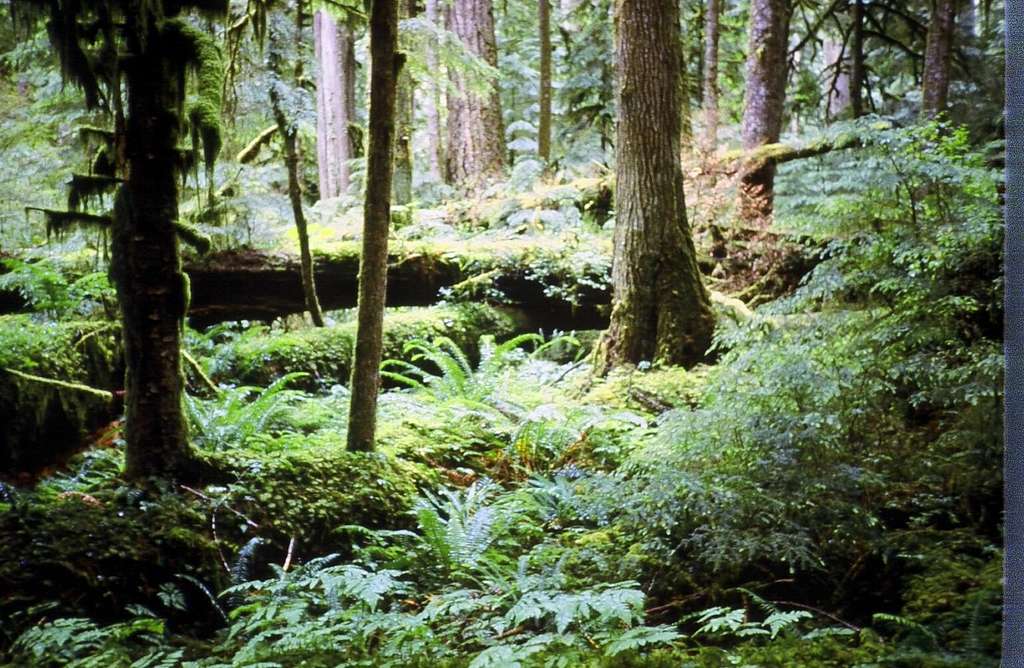 Forests of the Cascades