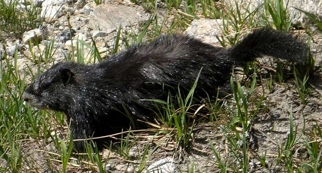 a black marmot, II/II