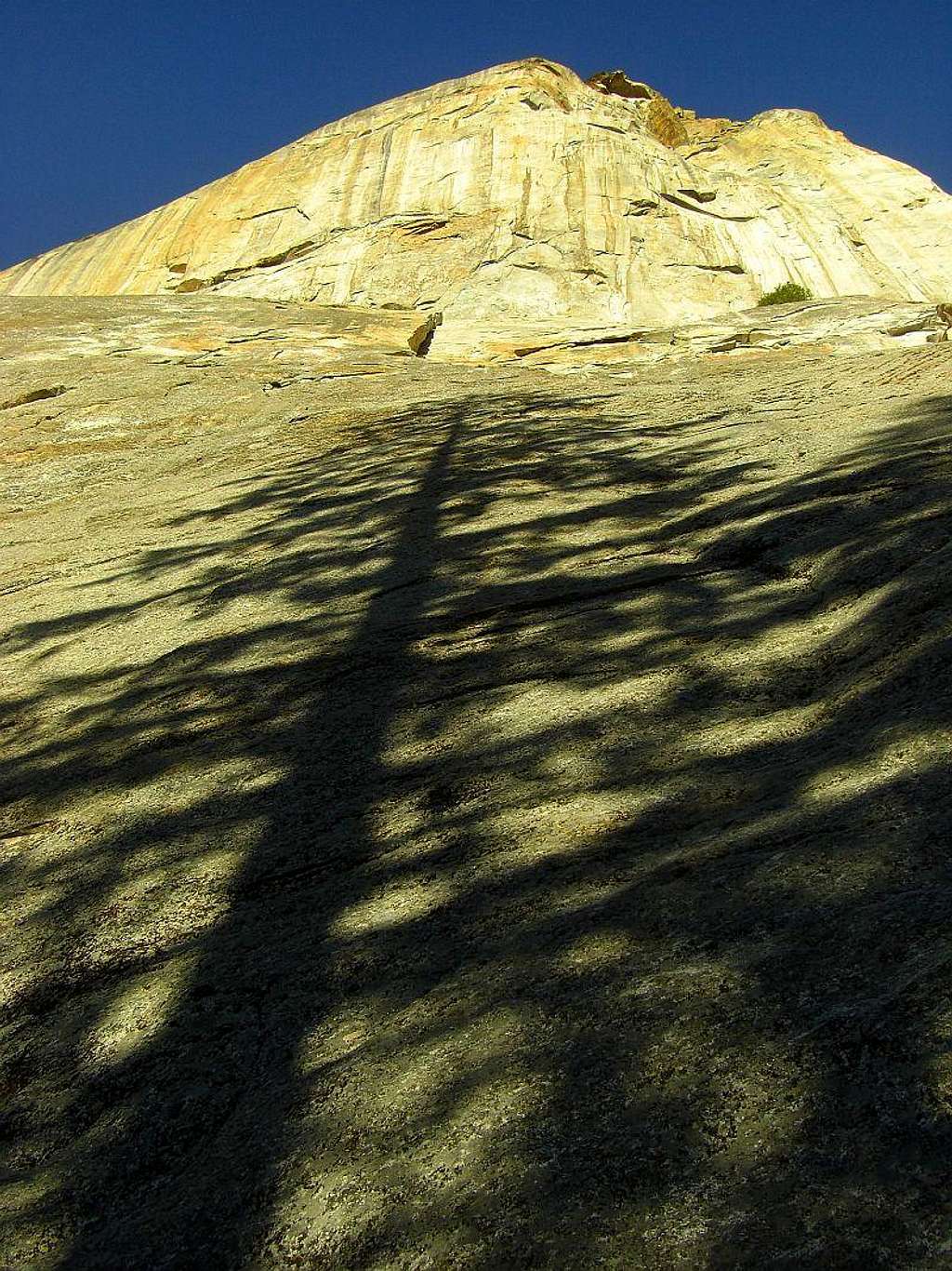 Leaning Tower & Shadow of Tree
