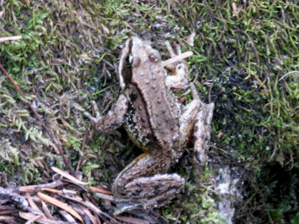 Frog Along Deception Lakes Trail