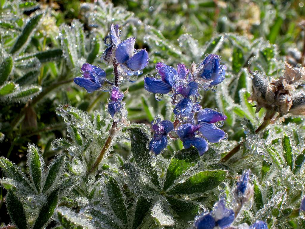 Morning Dew on Lupine