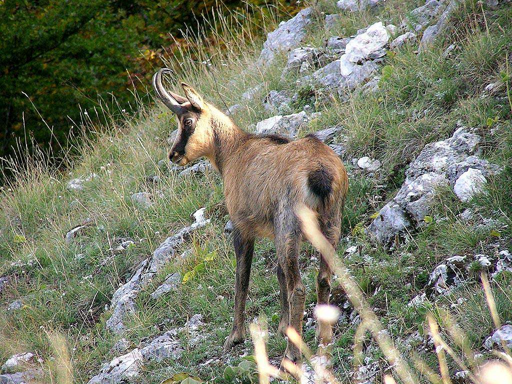 Apenninic chamois