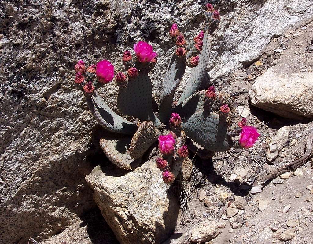 Sierra Cactus