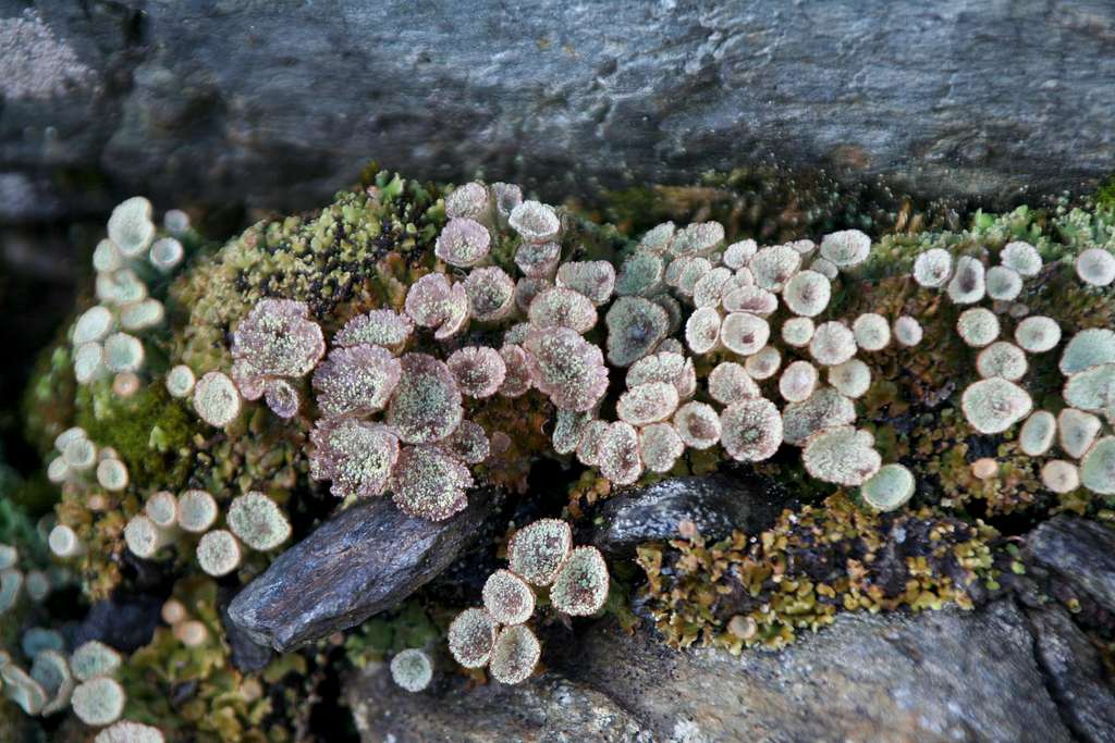interesting lichen