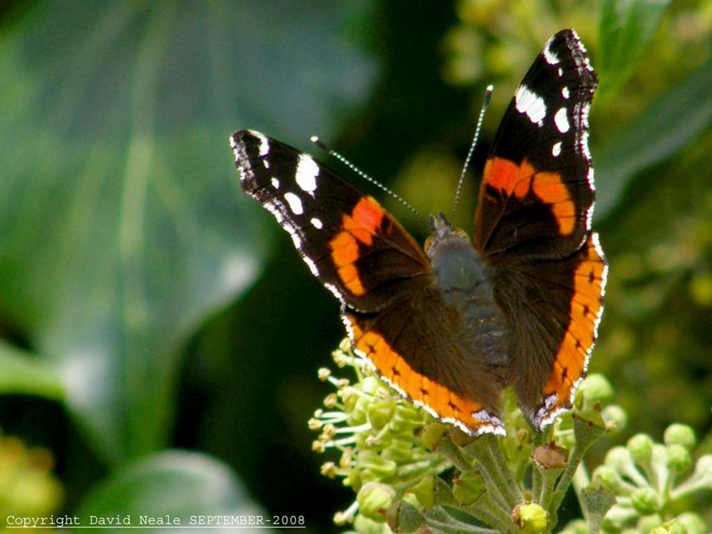 Red Admiral - Butterfly