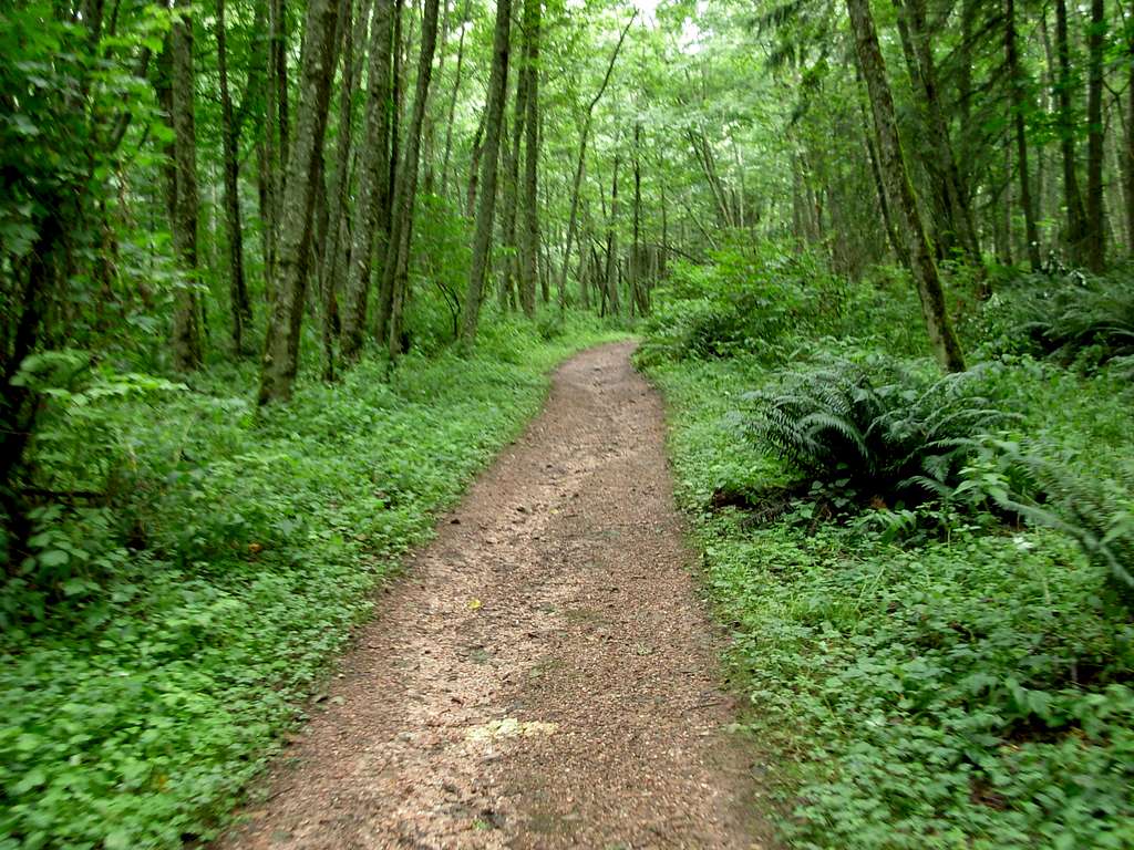 Trail on Cougar Mountain