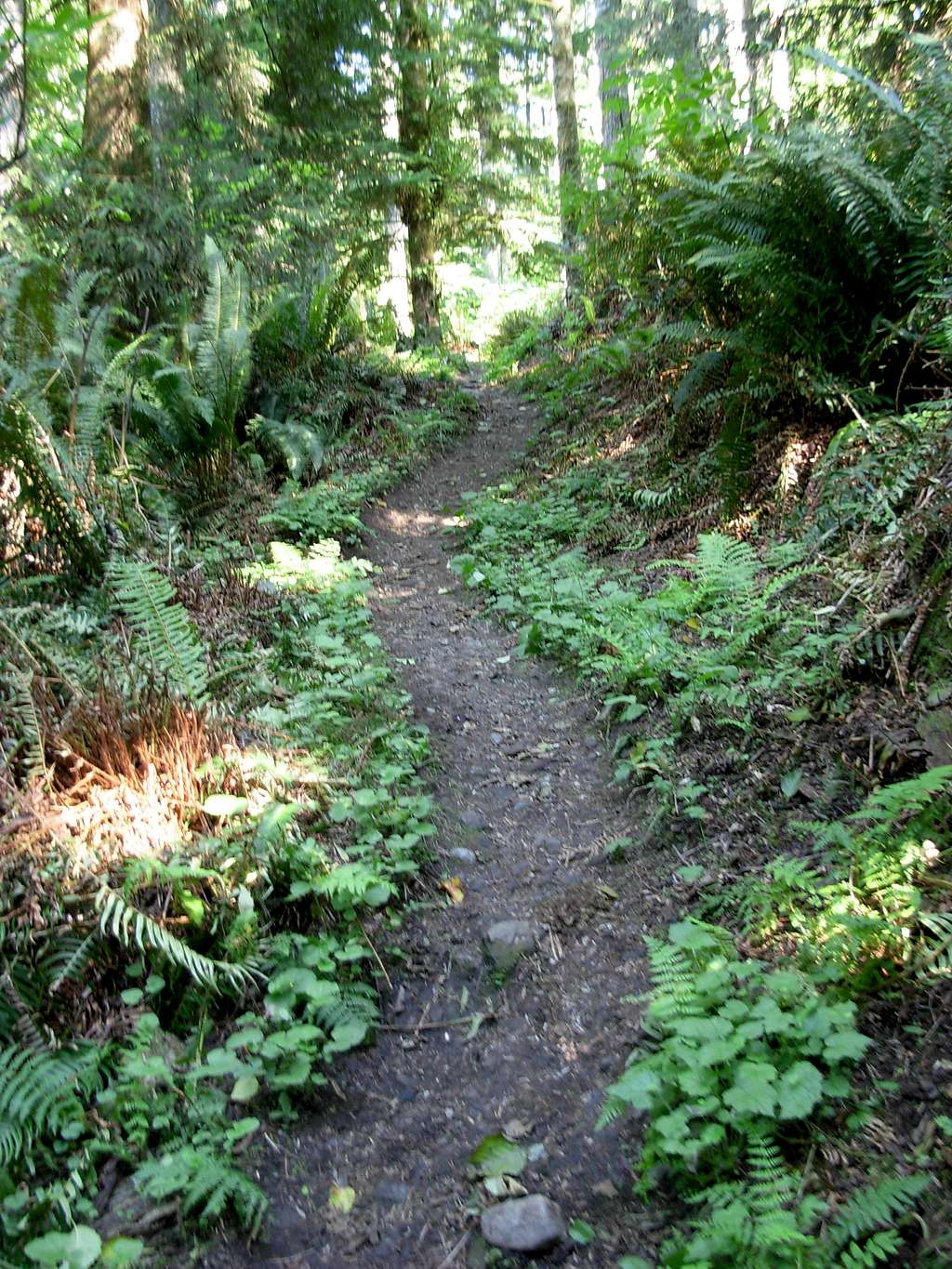 Trail on Cougar Mountain