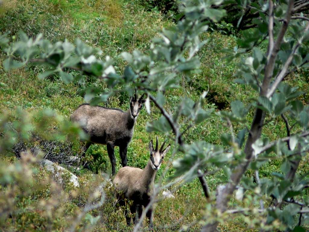 Chamois in Serena Valley