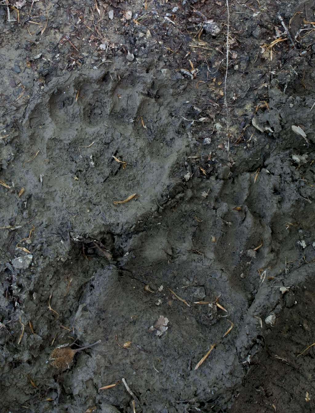 Bear prints