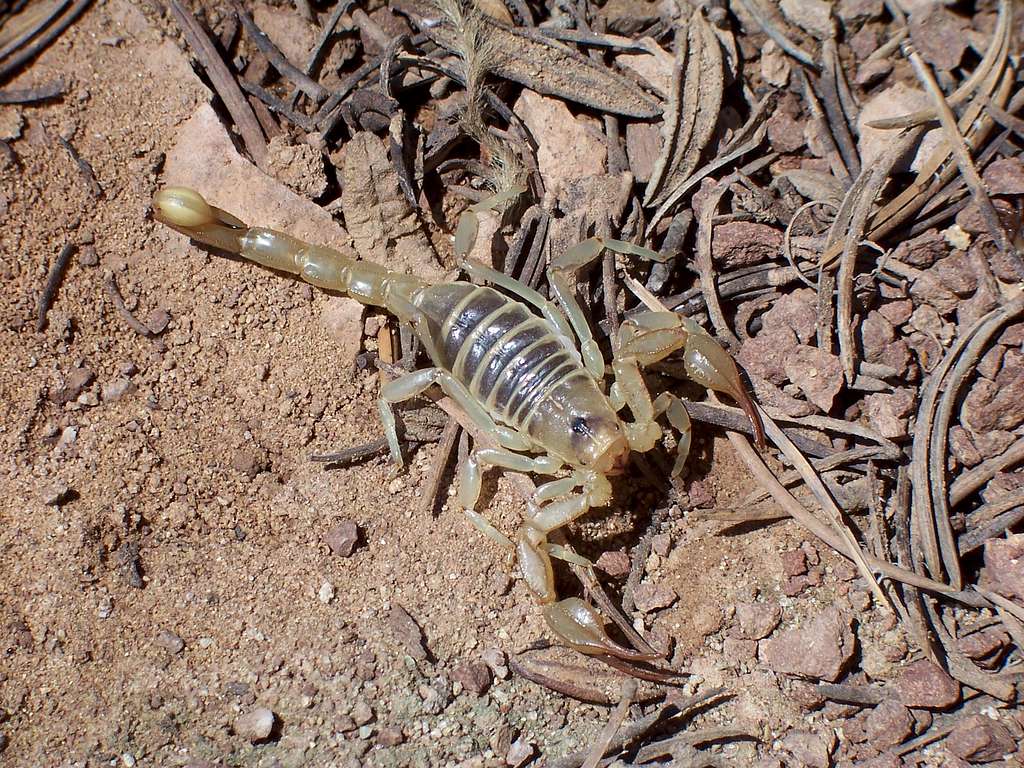 Northern Desert Scorpion