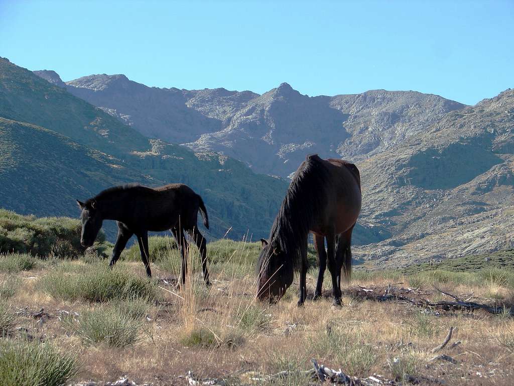 Horses in Gredos (Spain)