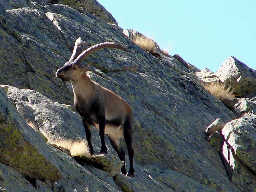 Ibex male