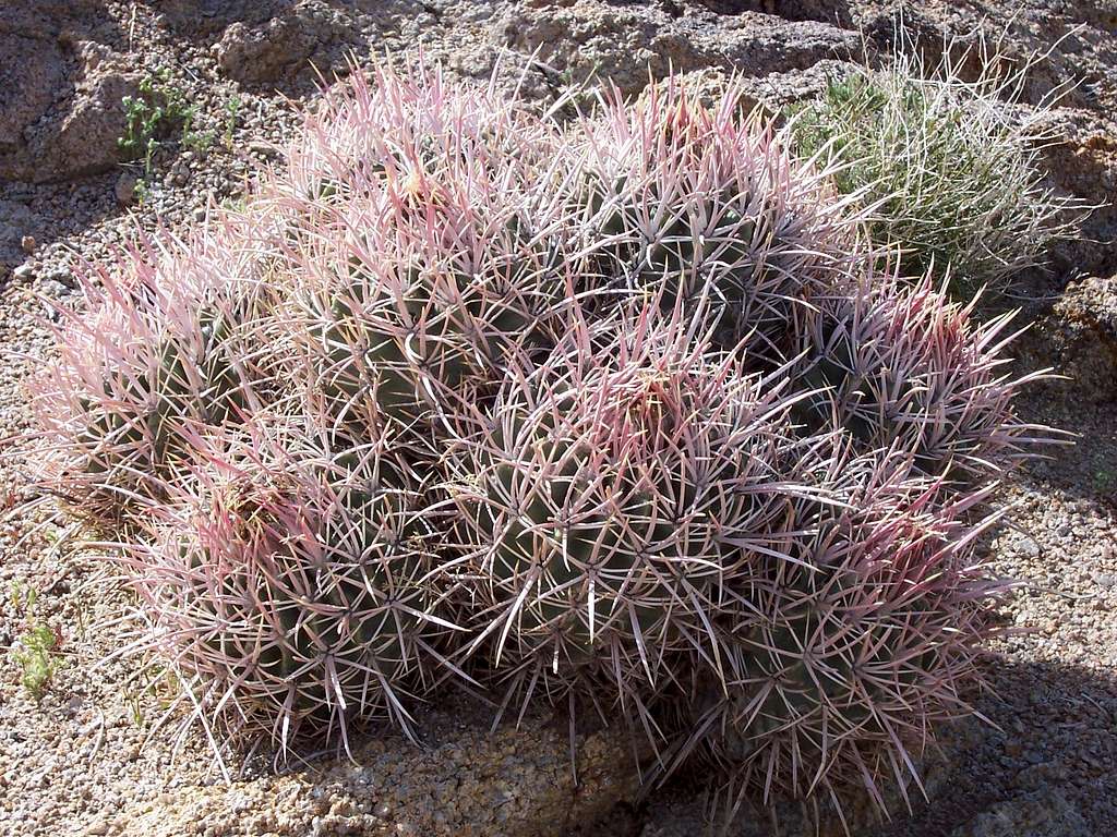 Alabama Hills Cactus
