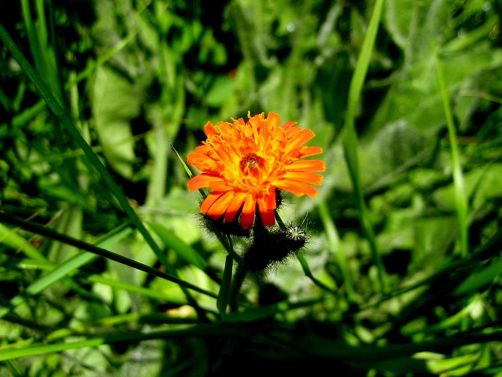 Orange Hawkweed