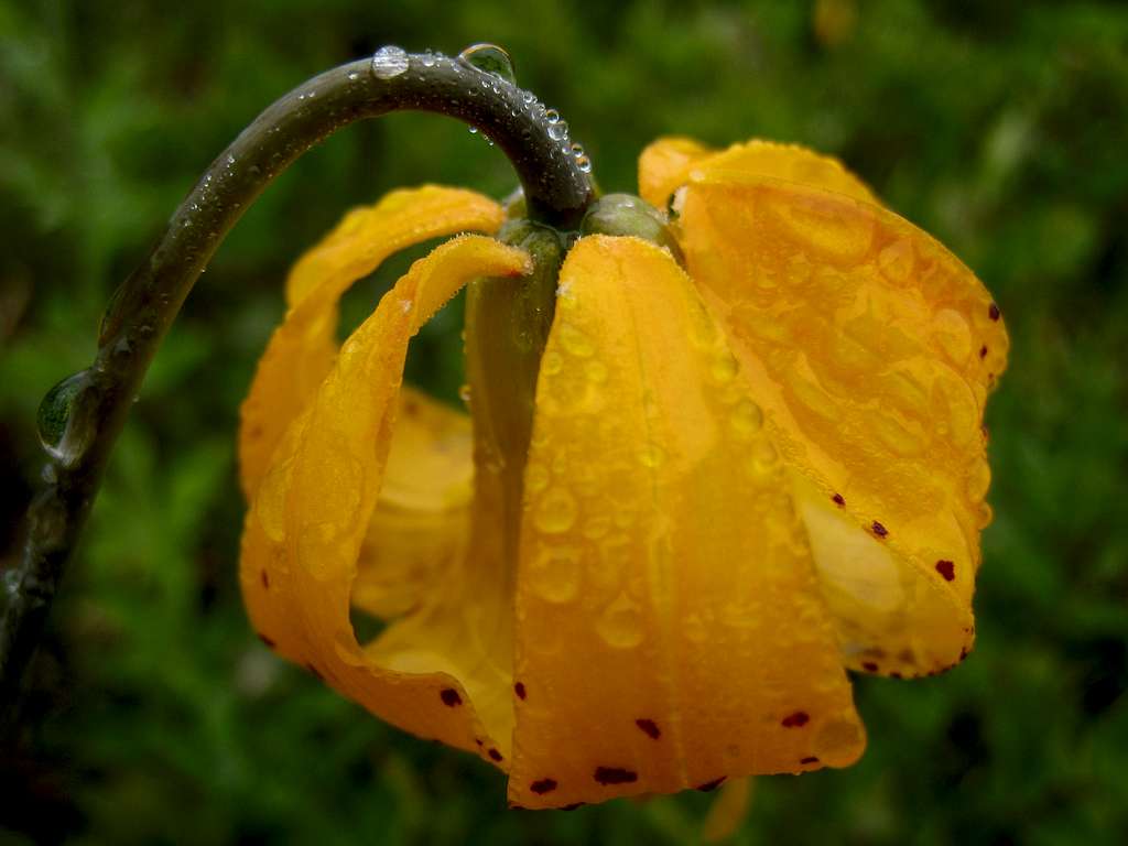 Tiger Lily in the rain