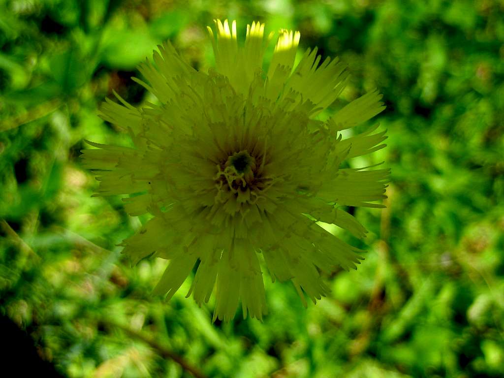 Yellow Hawkweed