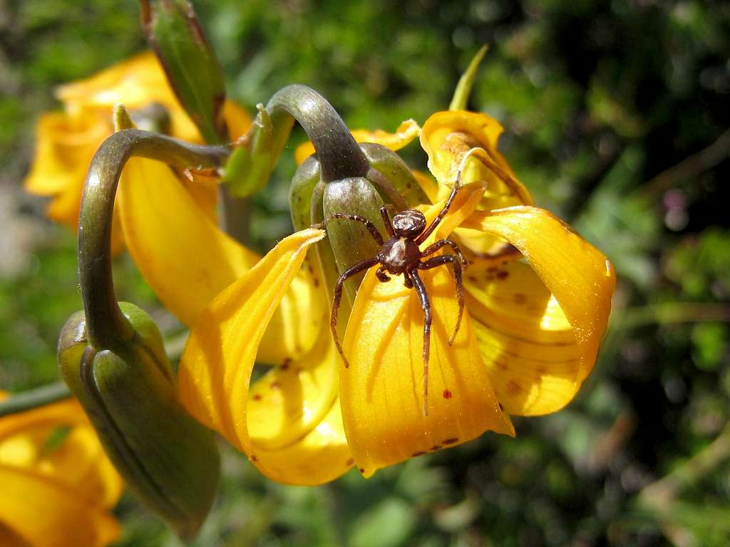 Spider on a Tiger Lily