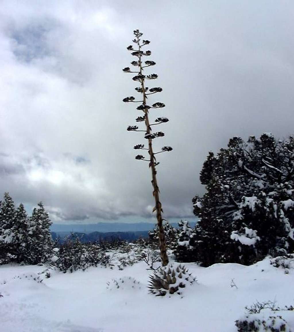 Winter scene (Yucca plant...