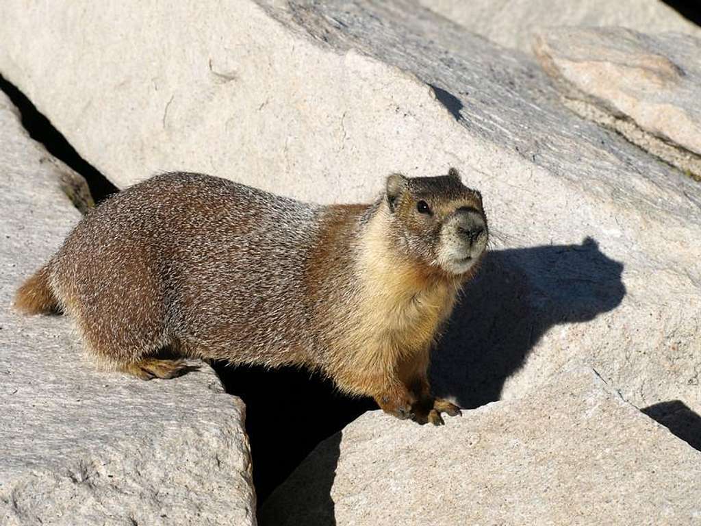 summit marmot