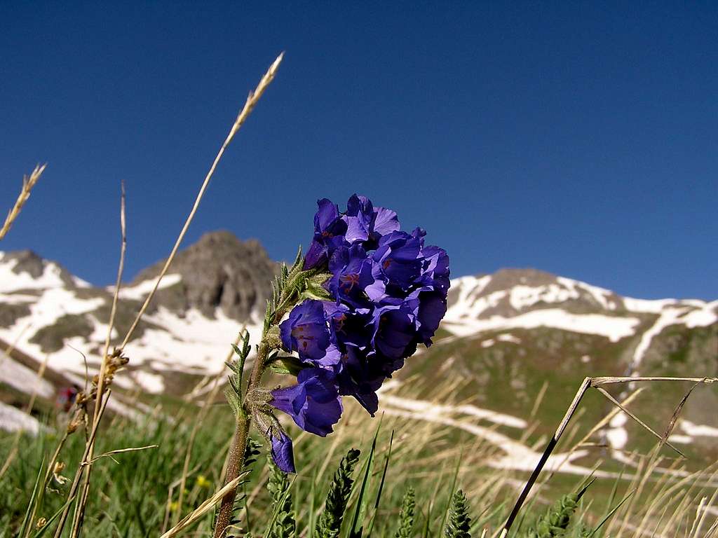 Wildflower in American Basin