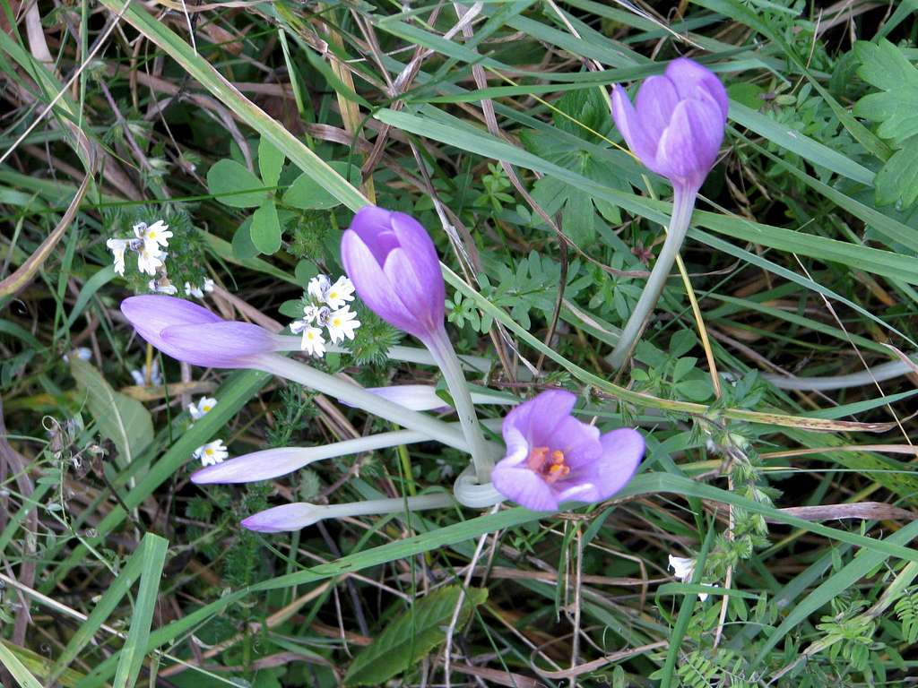 Colchicum autumnale